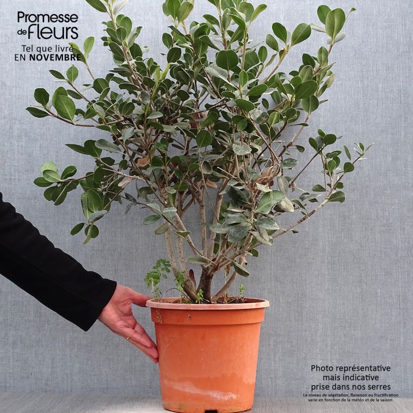 Exemplaar van Rhaphiolepis umbellata Ovata - Indiase meidoorn Pot van 7,5 l/10 l zoals geleverd in de herfst