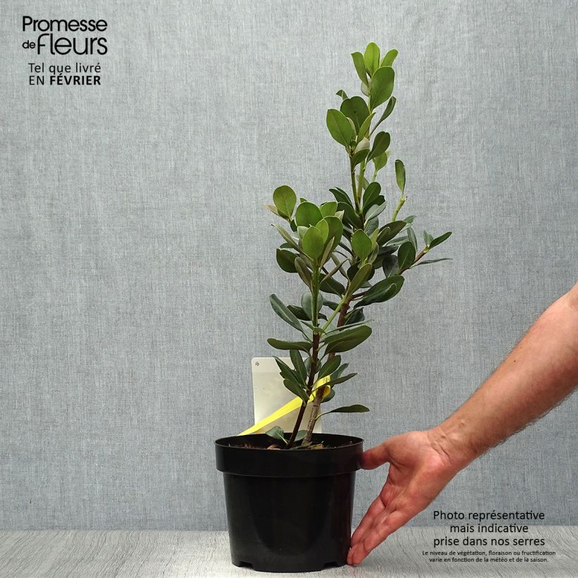 Exemplaar van Rhaphiolepis umbellata - Indiase meidoorn Pot van 3 l/4 l zoals geleverd in de herfst