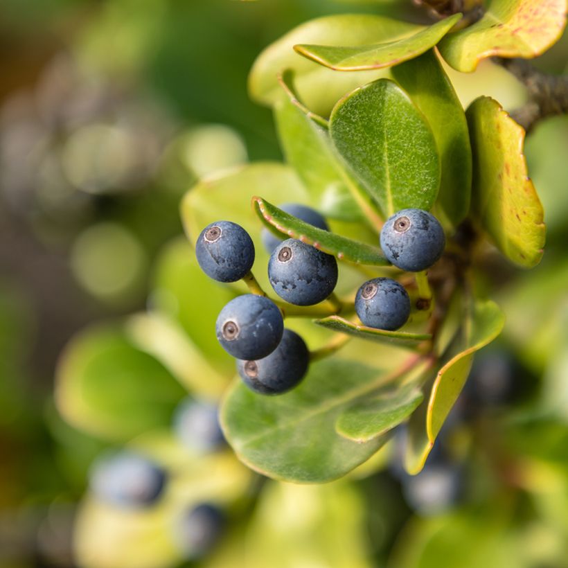 Rhaphiolepis umbellata - Indiase meidoorn (Oogst)