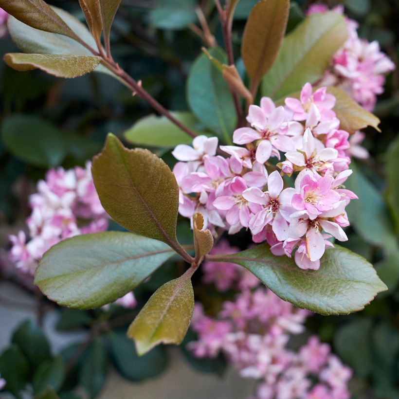 Rhaphiolepis Pink Cloud - Indische haagdoorn (Bloei)