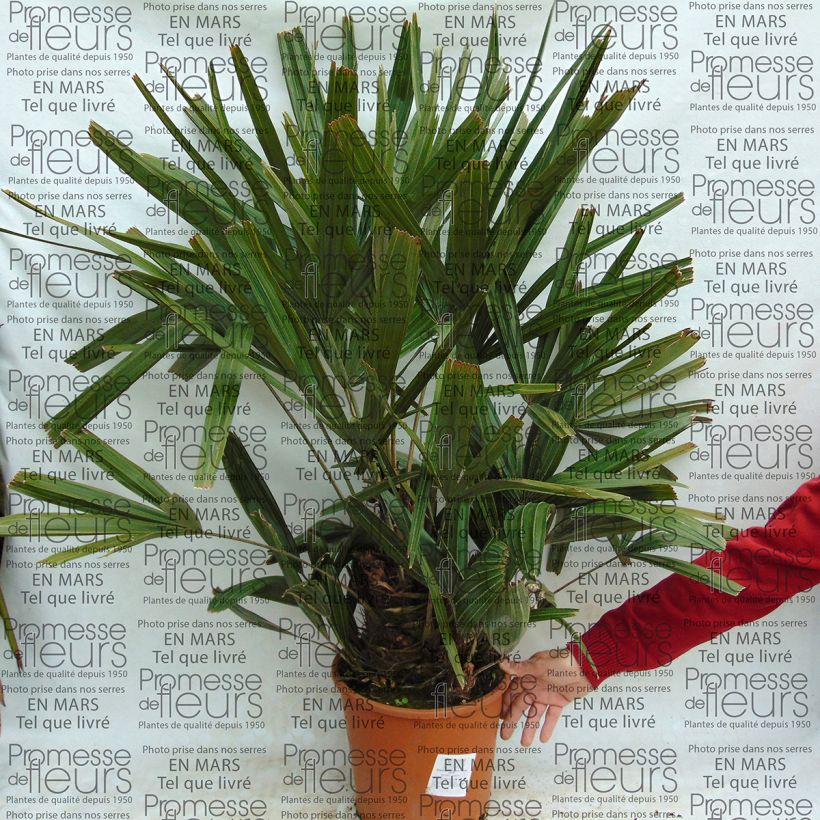 Voorbeeld van een exemplaar van Rhapidophyllum hystrix - Naaldpalm Pot van 7,5 l/10 l zoals geleverd