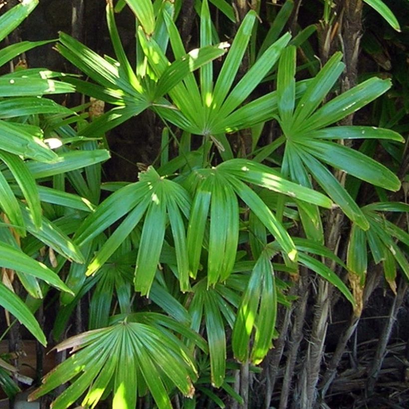 Rhapis excelsa - Bamboepalm (Blad)