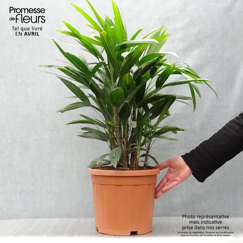 Exemplaar van Rhapis excelsa - Bamboepalm Pot van 7,5 l/10 l zoals geleverd in de lente