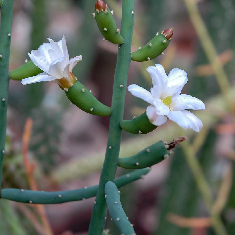 Rhipsalis baccifera - Cactus-jonc fructifère (Bloei)