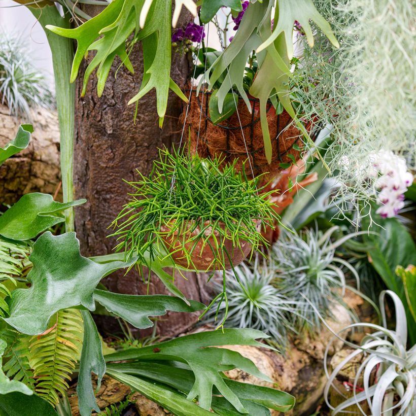 Rhipsalis baccifera - Cactus-jonc fructifère (Groeiplaats)