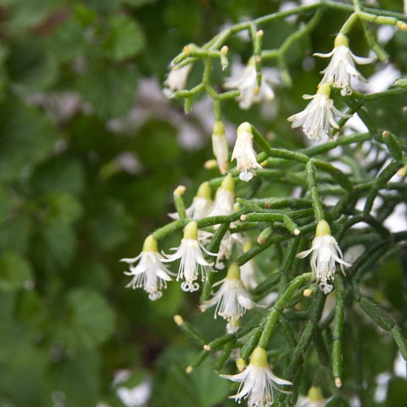 Rhipsalis cereuscula - Cactus corail (Bloei)