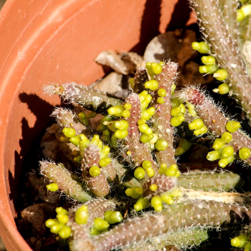 Rhipsalis horrida - Cactus-gui (Blad)