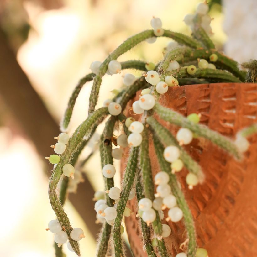 Rhipsalis horrida - Cactus-gui (Oogst)