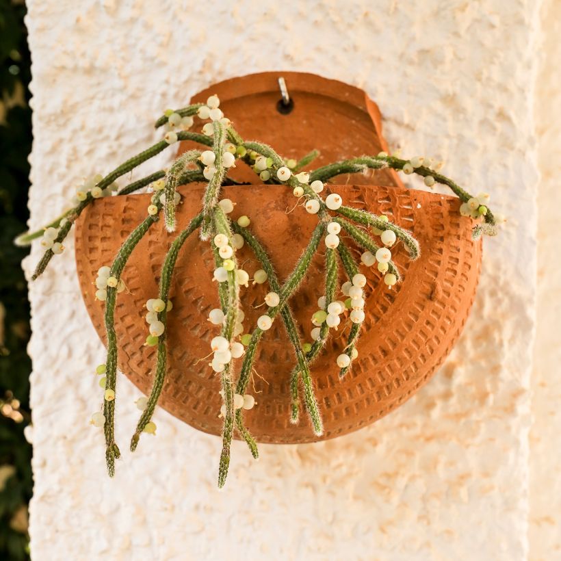 Rhipsalis horrida - Cactus-gui (Groeiplaats)