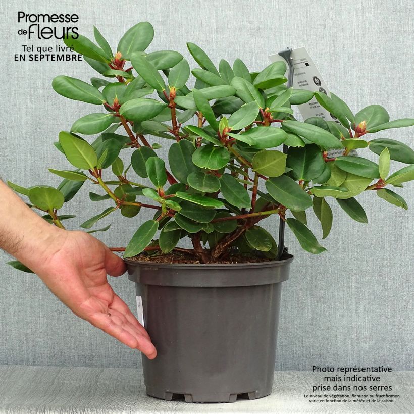 Exemplaar van Rhododendron Gartendirektor Rieger - Grootbloemige rododendron Pot van 4 l/5 l zoals geleverd in de herfst