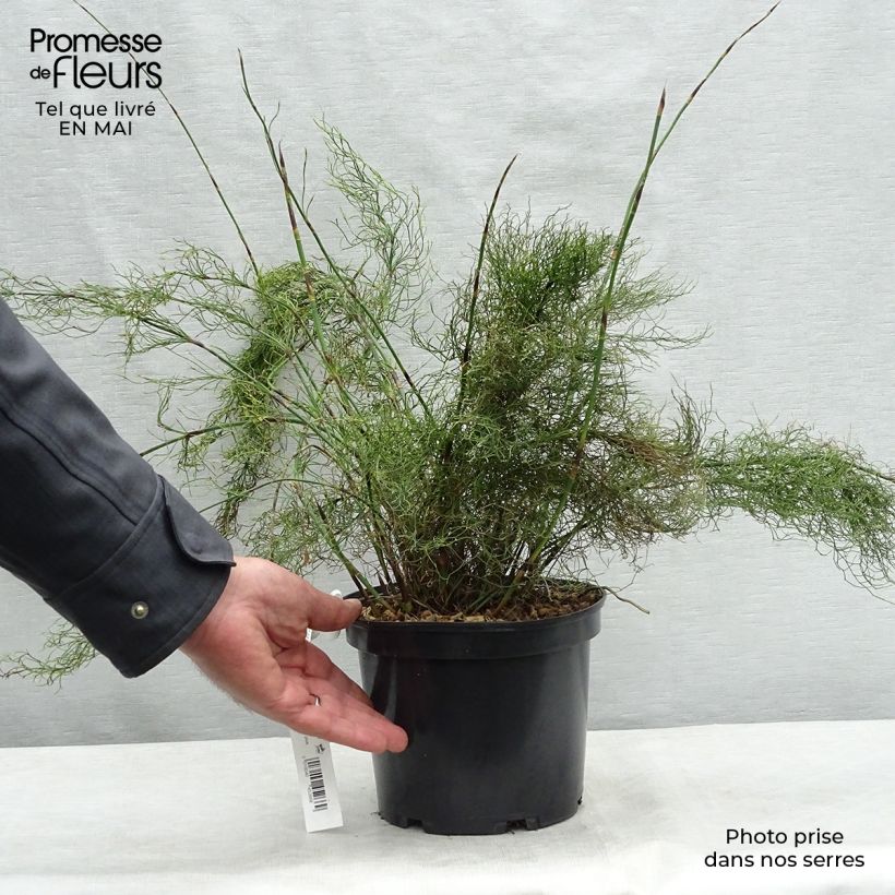 Example of Rhodocoma capensis - Restio Pot van 2 l/3 l as you get in printemps
