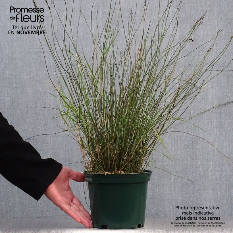 Exemplaar van Rhodocoma capensis - Restio Pot van 2 l/3 l zoals geleverd in de herfst
