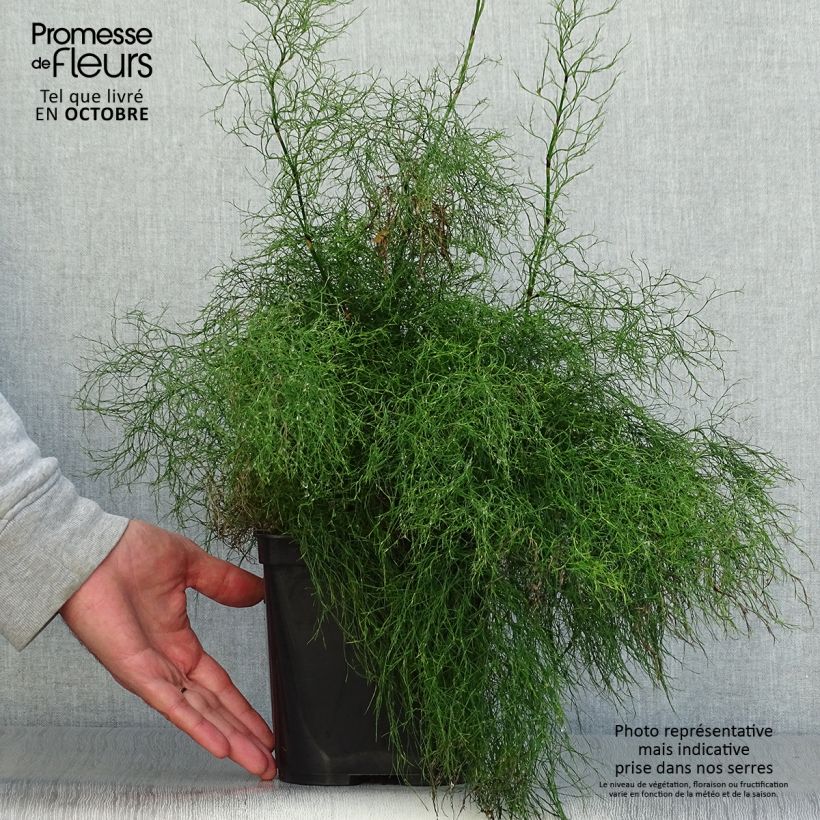 Exemplaar van Rhodocoma gigantea - Restio Pot van 2 l/3 l zoals geleverd in de herfst