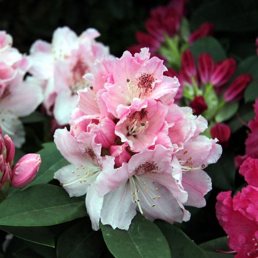 Rhododendron Albert Schweitzer - Grootbloemige rododendron (Flowering)