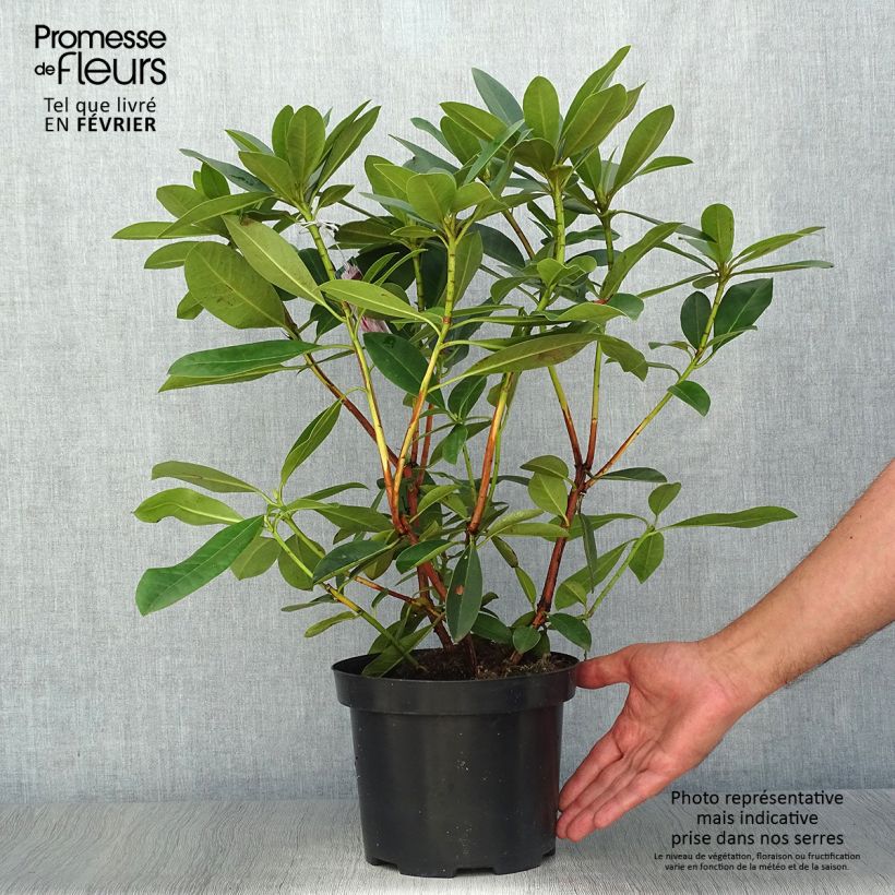 Exemplaar van Rhododendron Albert Schweitzer - Grootbloemige rododendron Pot van 4 l/5 l zoals geleverd in de herfst