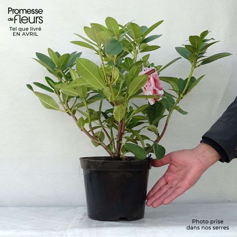 Example of Rhododendron Albert Schweitzer - Grootbloemige rododendron Pot van 4 l/5 l as you get in printemps