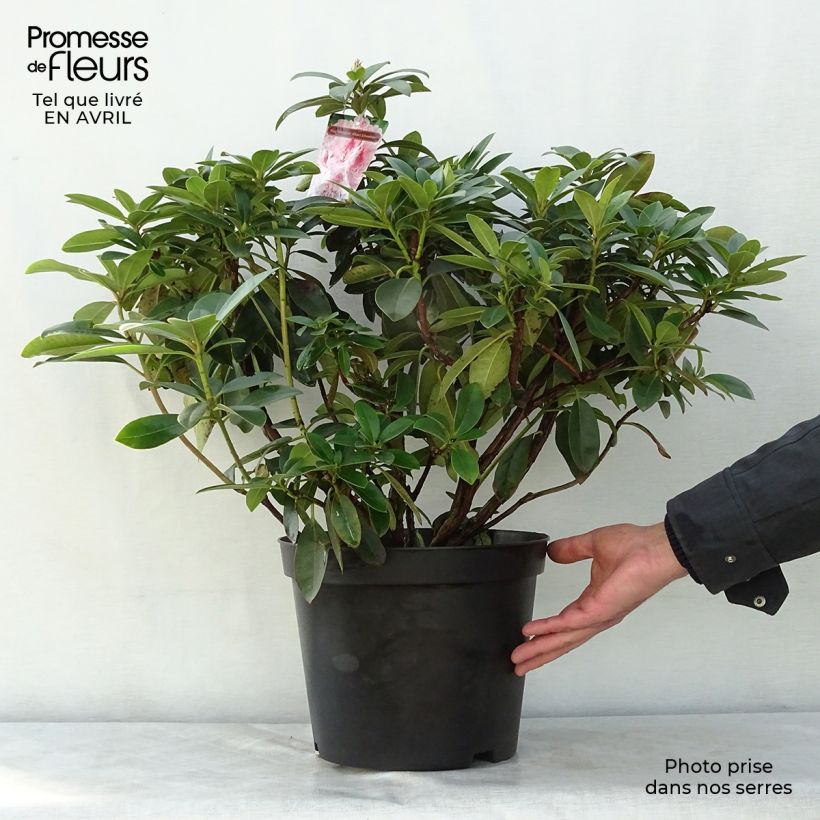 Example of Rhododendron Albert Schweitzer - Grootbloemige rododendron Pot van 7,5 l/10 l as you get in printemps