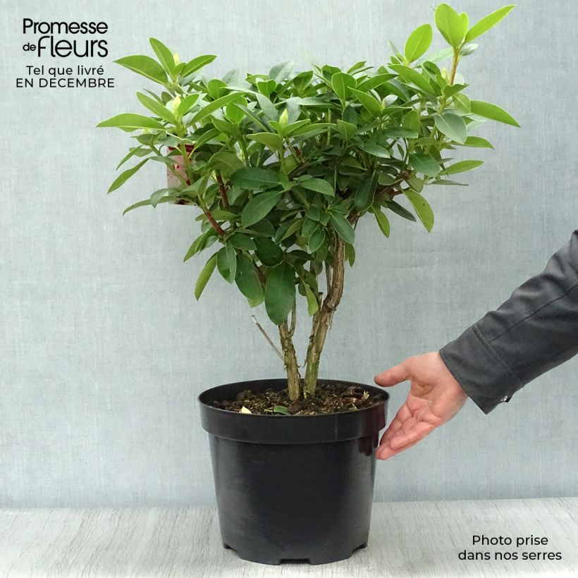 Exemplaar van Rhododendron Albert Schweitzer - Grootbloemige rododendron Pot van 7,5 l/10 l zoals geleverd in de winter