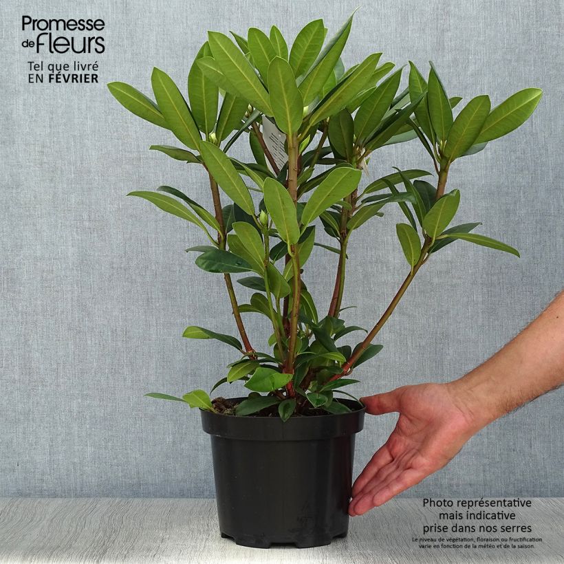Exemplaar van Rhododendron Alfred - Grootbloemige rododendron Pot van 4 l/5 l zoals geleverd in de herfst