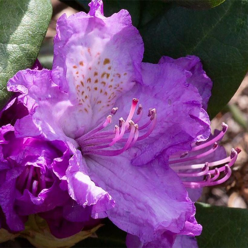 Rhododendron Alfred - Grootbloemige rododendron (Bloei)