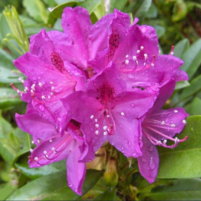 Rhododendron Anah Kruschke - Grootbloemige rododendron (Bloei)