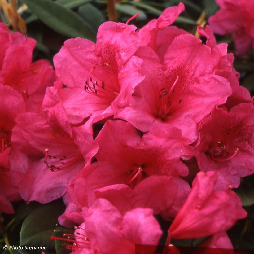 Rhododendron Anna Rose Whitney - Grootbloemige rododendron (Bloei)