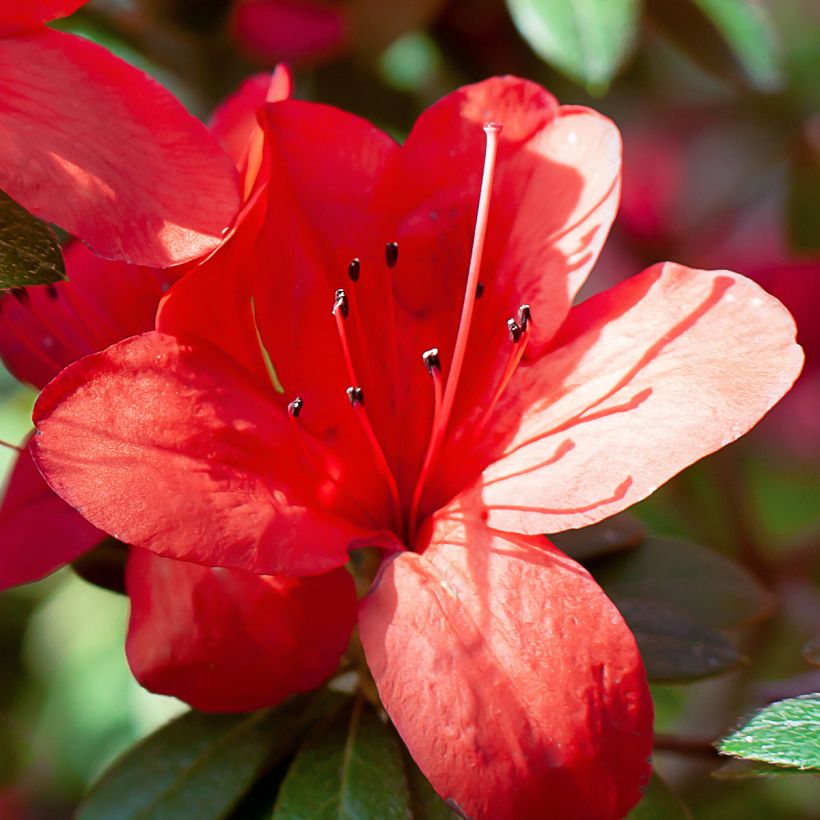 Rhododendron Ardeur - Japanse azalea (Bloei)