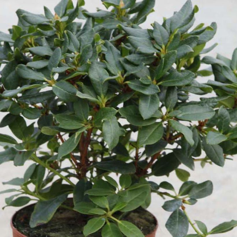 Rhododendron Baden-Baden - Dwergrododendron (Blad)