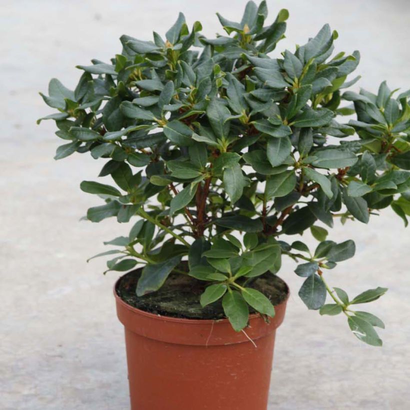 Rhododendron Baden-Baden - Dwergrododendron (Groeiplaats)