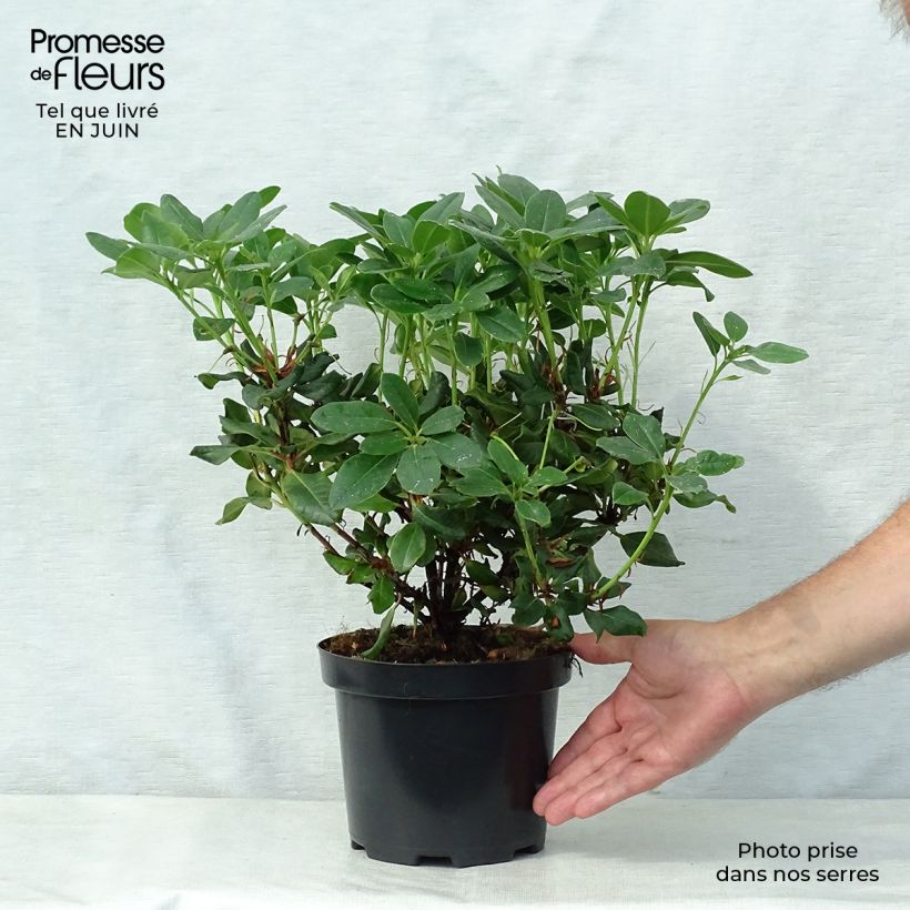 Exemplaar van Rhododendron Baden-Baden - Dwergrododendron Pot van 2 l/3 l zoals geleverd in de zomer