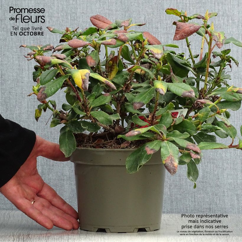 Exemplaar van Rhododendron Baden-Baden - Dwergrododendron Pot van 2 l/3 l zoals geleverd in de herfst