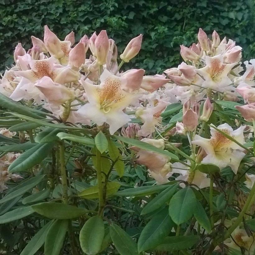 Rhododendron Bernstein - Dwergrododendron (Bloei)