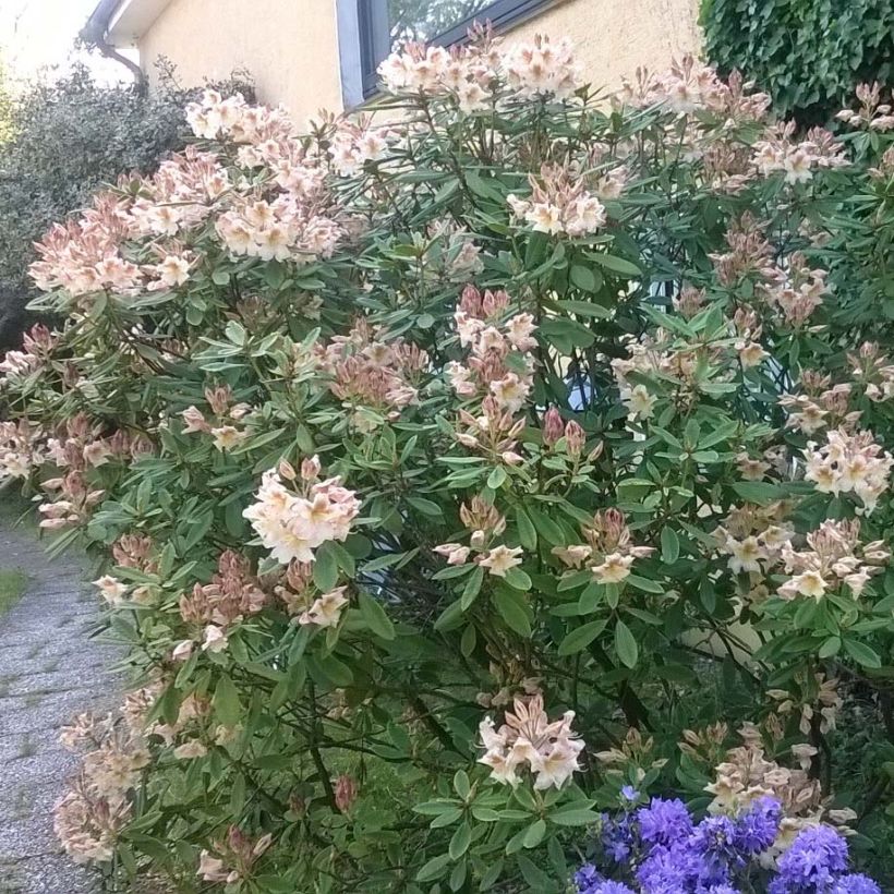Rhododendron Bernstein - Dwergrododendron (Groeiplaats)