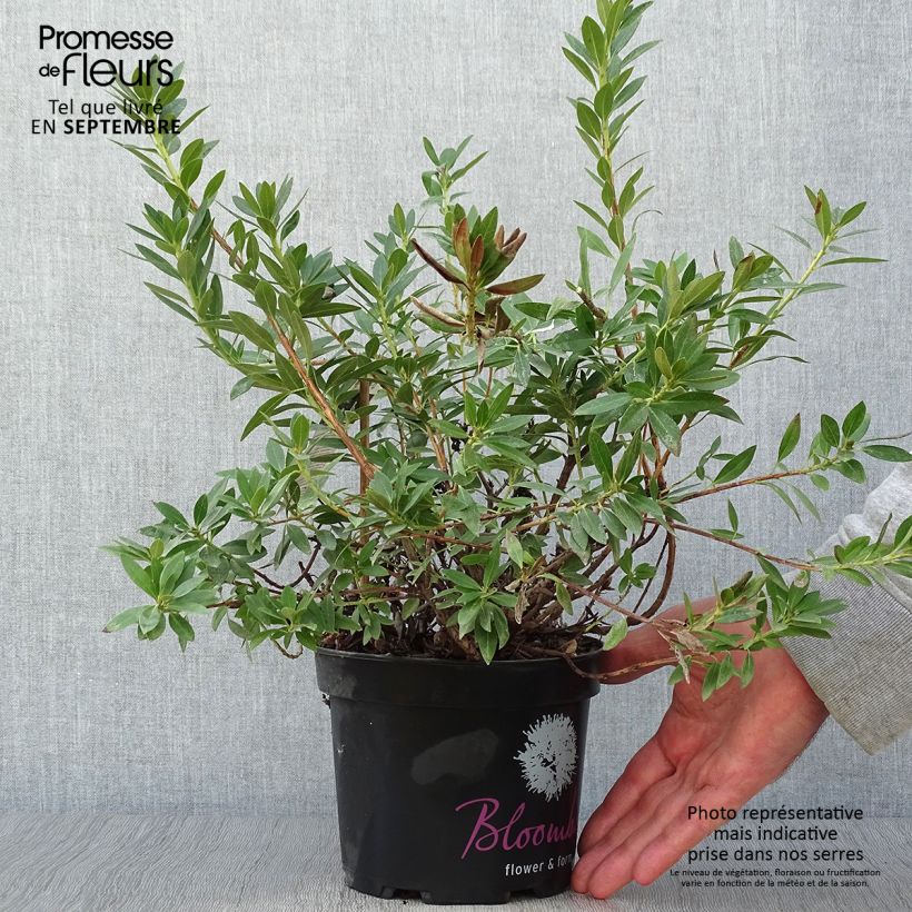 Exemplaar van Rhododendron INKARHO Bloombux - Dwergrododendron Pot van 2 l/3 l zoals geleverd in de herfst
