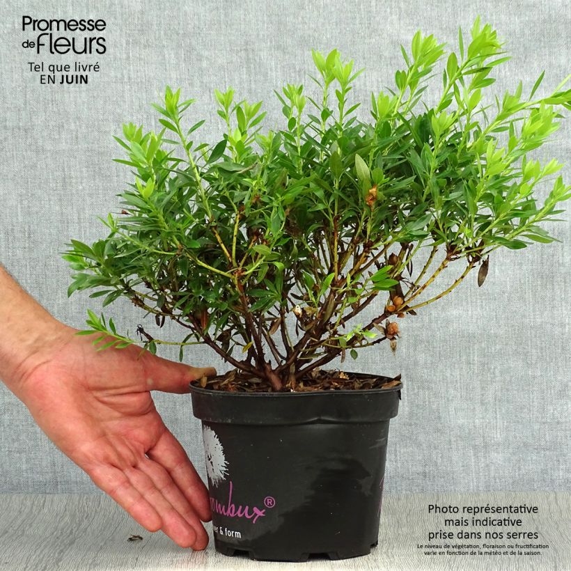 Exemplaar van Rhododendron INKARHO Bloombux - Dwergrododendron Pot van 2 l/3 l zoals geleverd in de zomer
