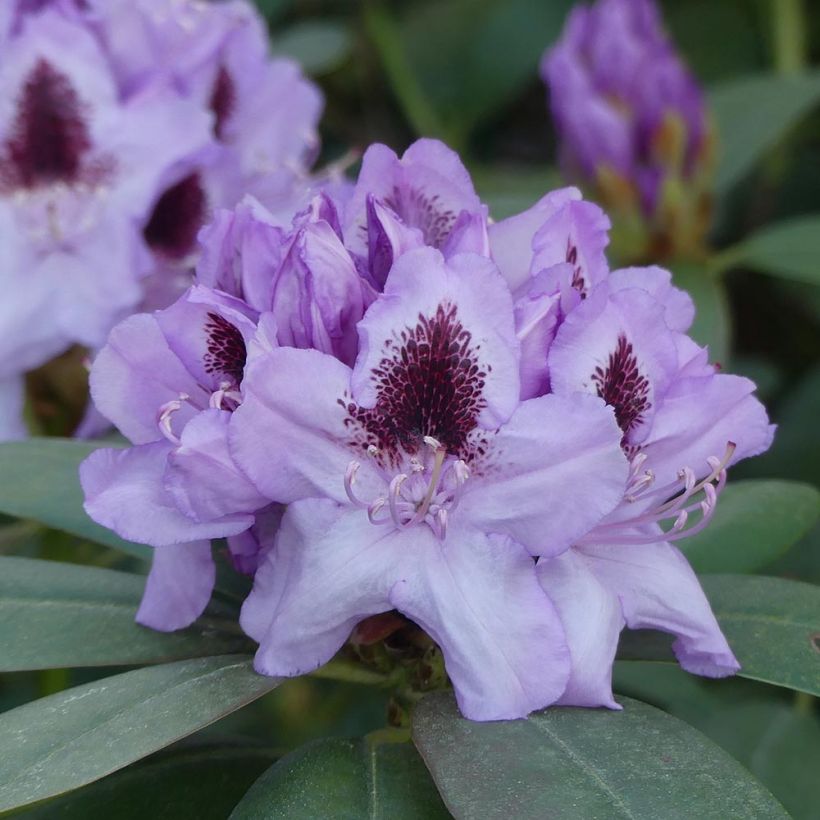 Rhododendron Blue Jay - Grootbloemige rododendron (Bloei)