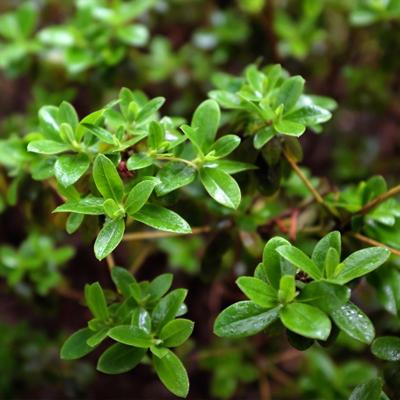 Rhododendron Blue Tit - Dwergrododendron (Blad)