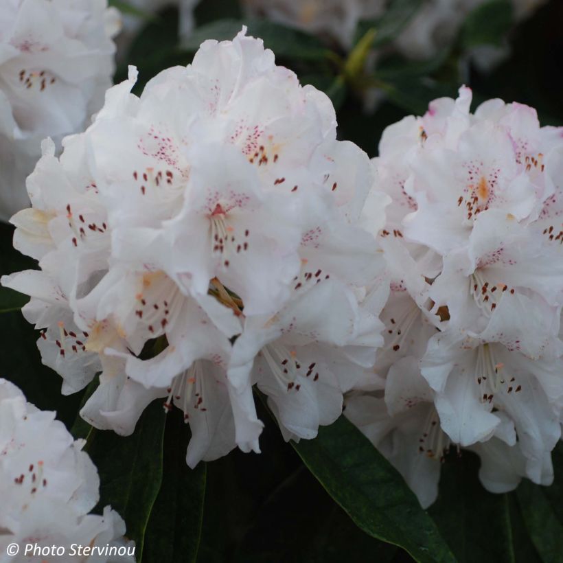 Rhododendron Boddaertianum - Grootbloemige rododendron (Bloei)