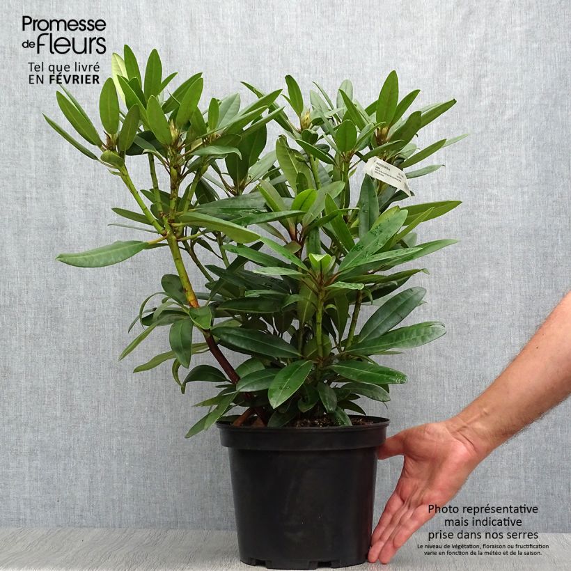 Exemplaar van Rhododendron Calsap - Grootbloemige rododendron Pot van 4 l/5 l zoals geleverd in de herfst