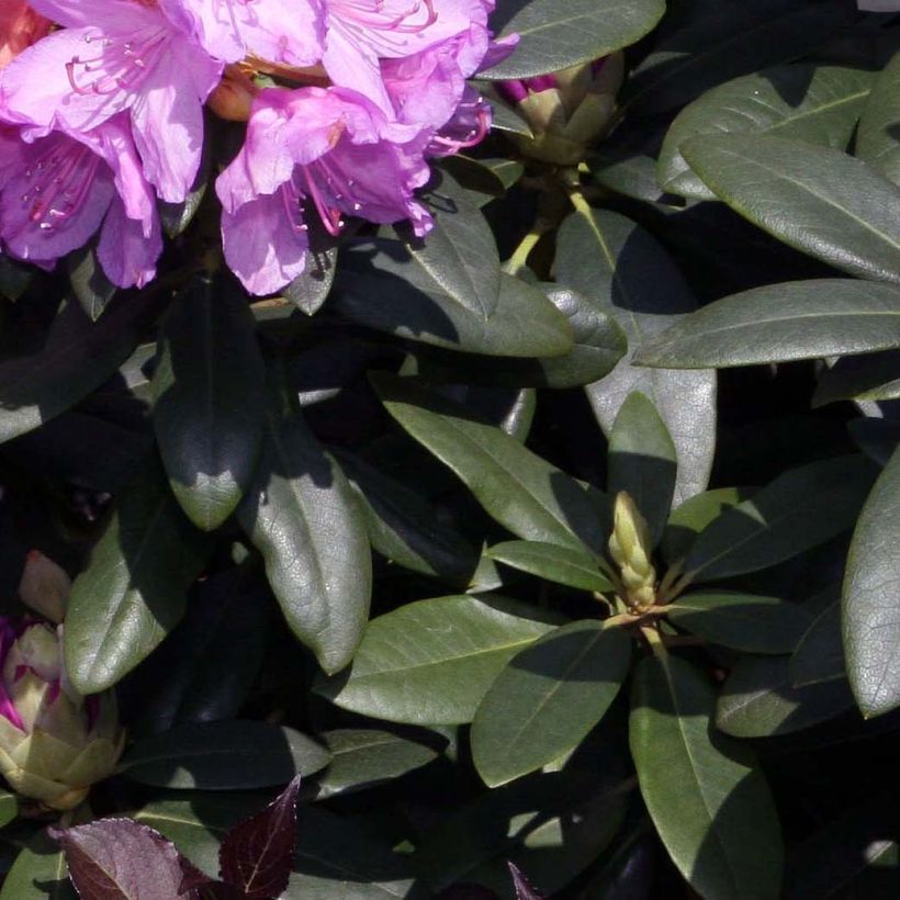 Rhododendron Grandiflorum - Grootbloemige rododendron (Blad)