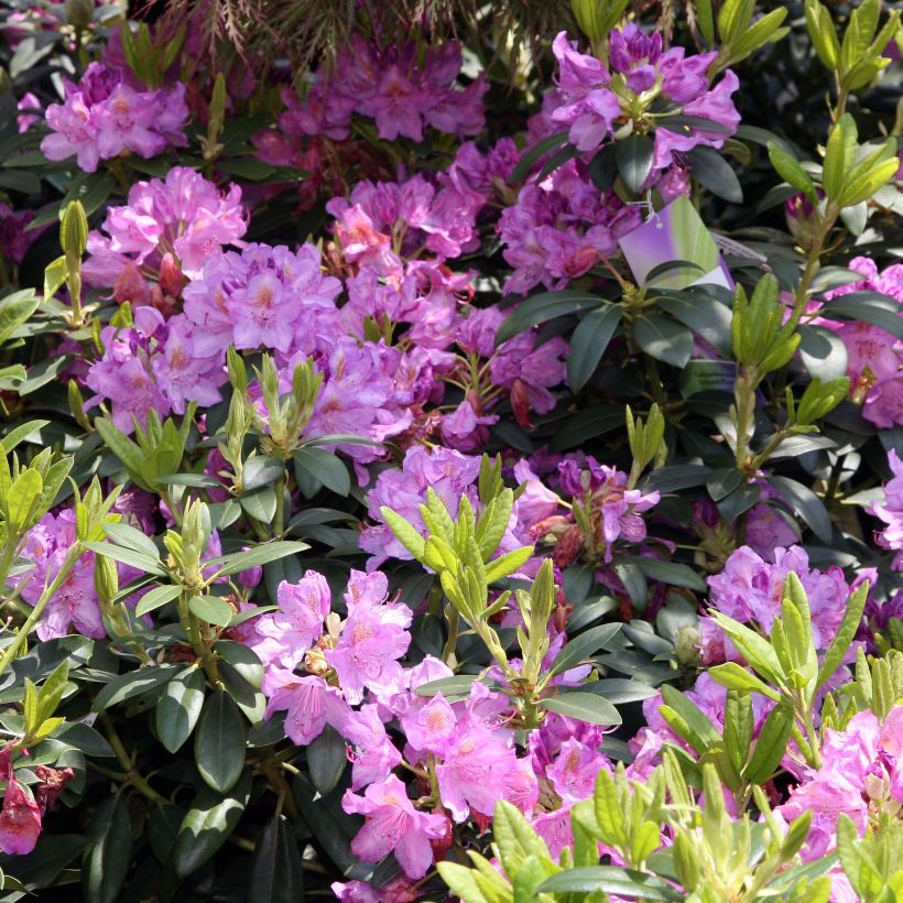 Rhododendron Grandiflorum - Grootbloemige rododendron (Bloei)