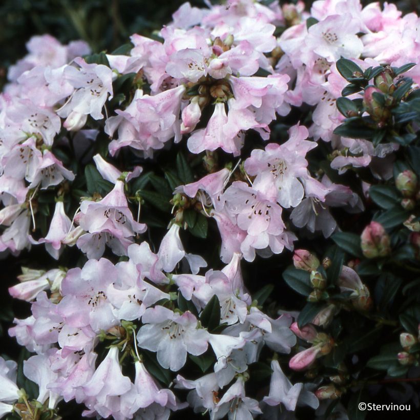 Rhododendron Cilpinense  (Groeiplaats)