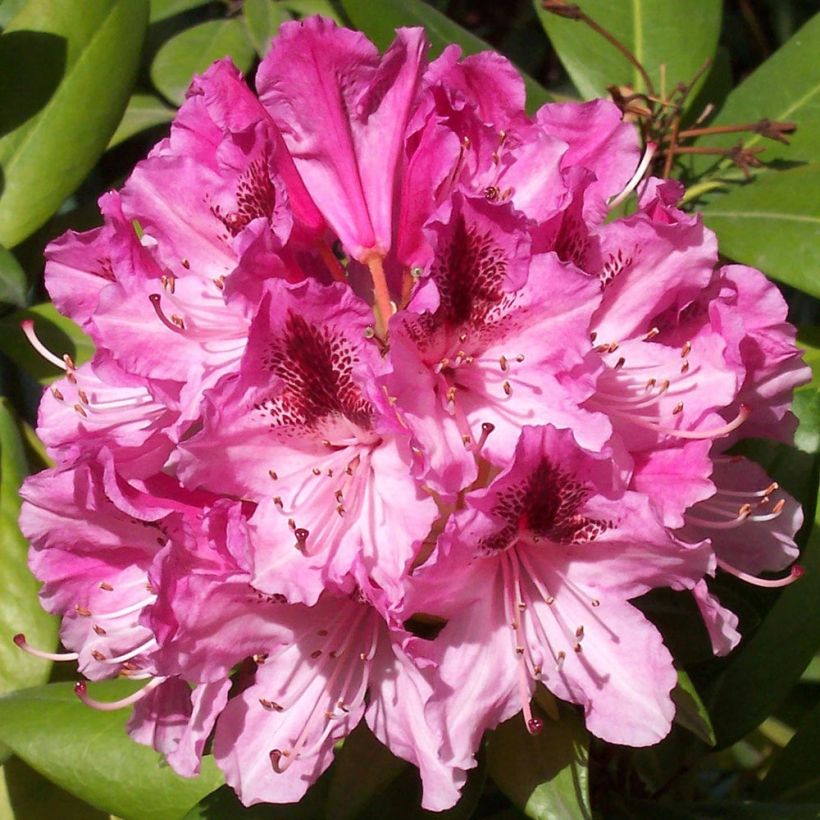 Rhododendron Cosmopolitan - Grootbloemige rododendron (Bloei)