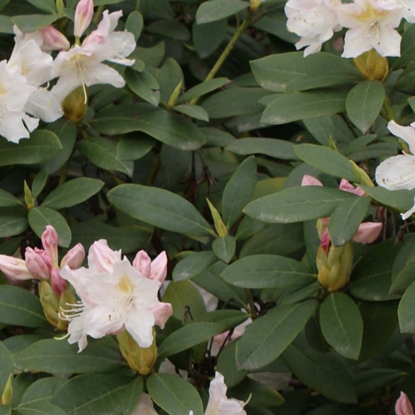 Rhododendron Cunningham's White - Grootbloemige rododendron (Foliage)