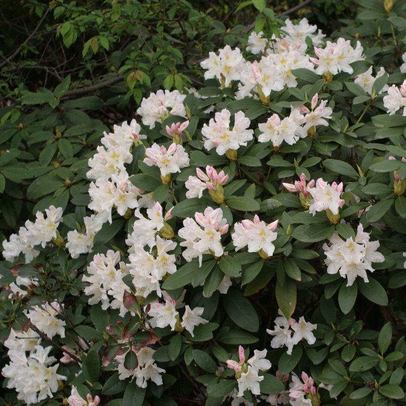 Rhododendron Cunningham's White - Grootbloemige rododendron (Flowering)