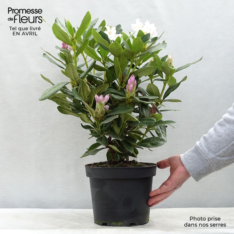 Example of Rhododendron Cunningham's White - Grootbloemige rododendron Pot van 4 l/5 l as you get in printemps