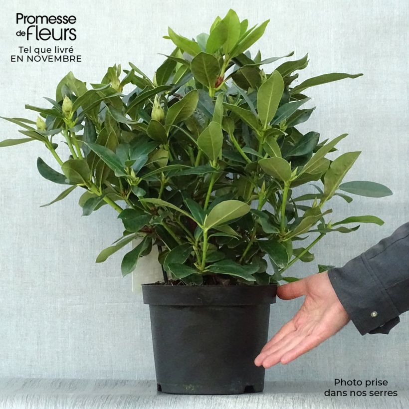 Exemplaar van Rhododendron Cunningham's White - Grootbloemige rododendron Pot van 4 l/5 l zoals geleverd in de herfst