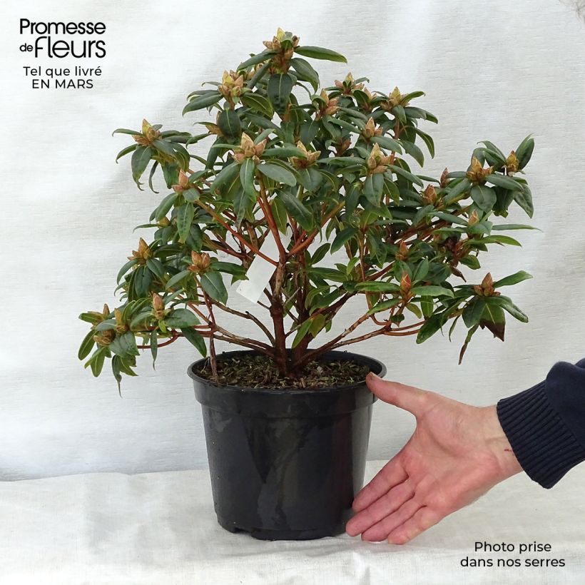 Exemplaar van Rhododendron Dora Amateis - Dwergrododendron Pot van 3 l/4 l zoals geleverd in de lente