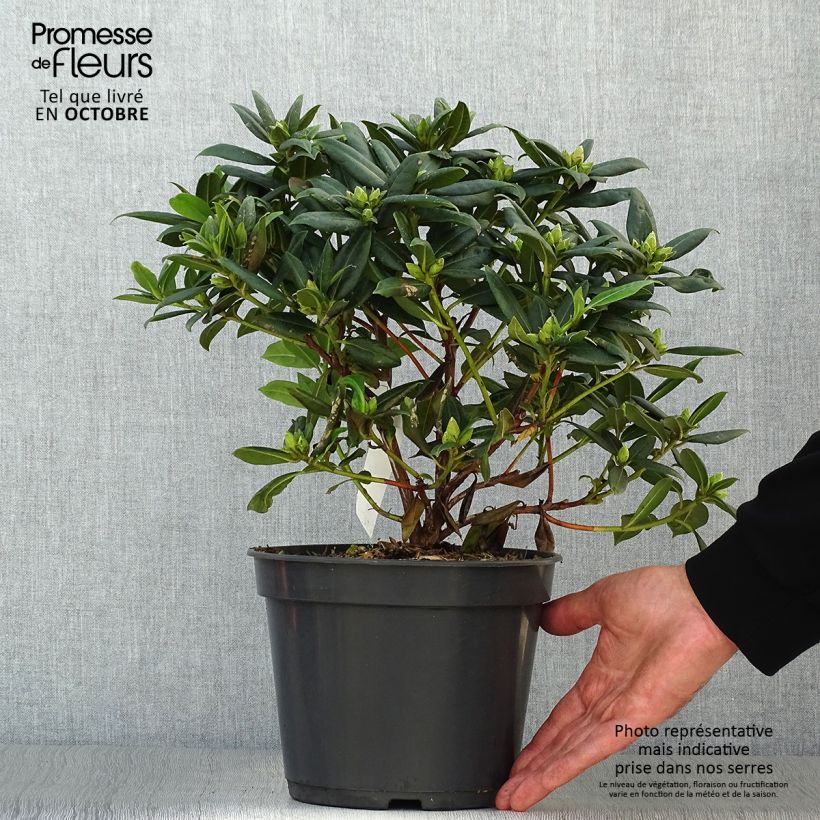 Exemplaar van Rhododendron Dora Amateis - Dwergrododendron Pot van 3 l/4 l zoals geleverd in de herfst
