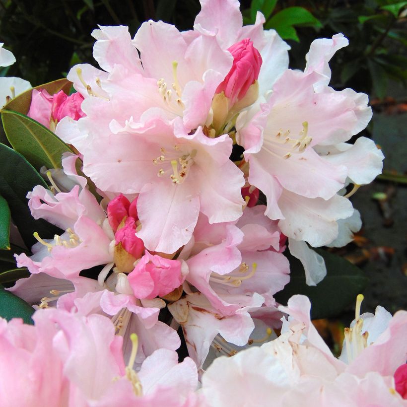Rhododendron Dream Land - Dwergrododendron (Flowering)